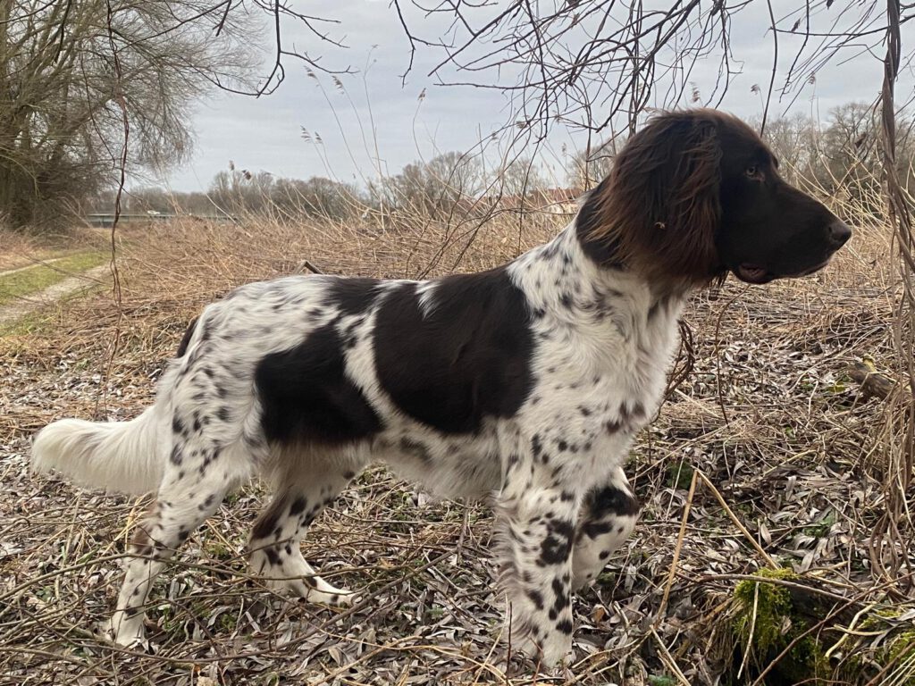 Zuchthündin Cora vom Johanneswald